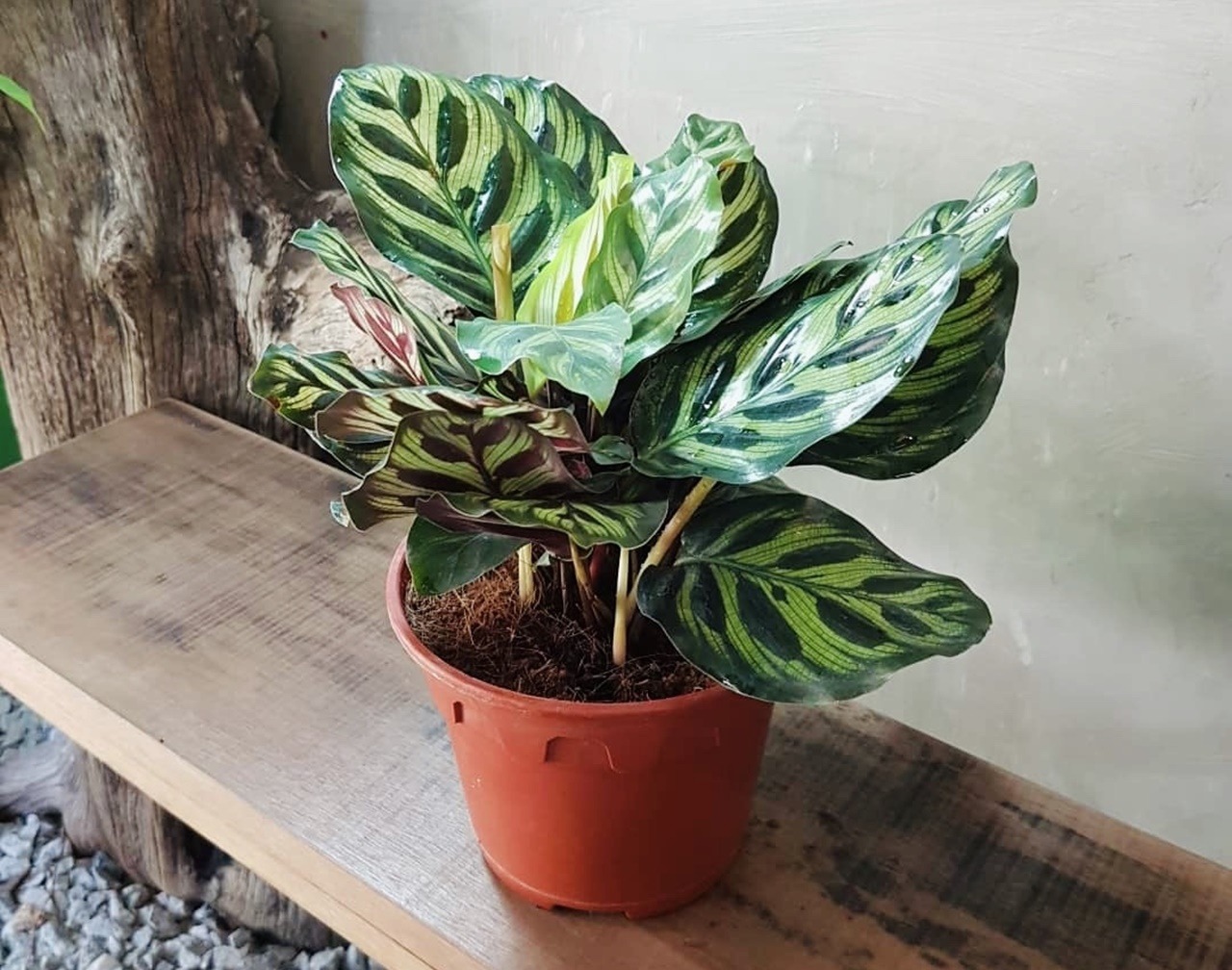 Cách Trồng Cây Đuôi Công