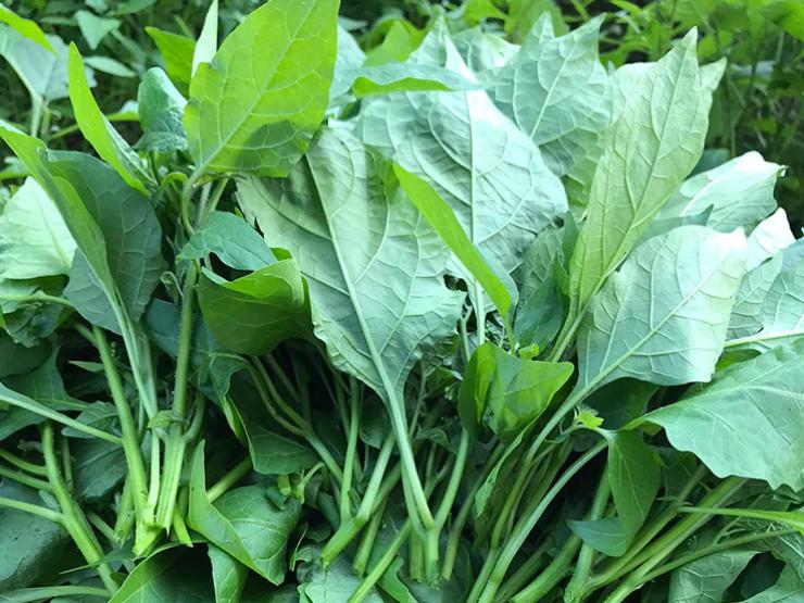 Thông tin chung về rau tầm bóp